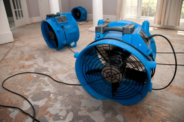 Best Mold removal after water damage  in Swartz Creek, MI